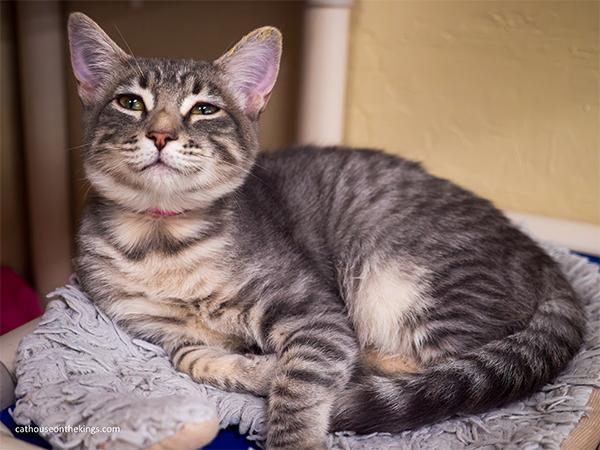Enlarge Martini, a Adoptable Tabby in Parlier, CA image 6/6