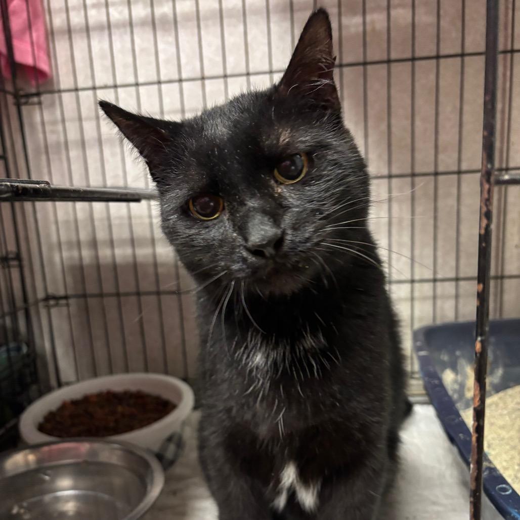 Wolverine, a Adoptable Domestic Short Hair in Hinesville, GA image 1/2