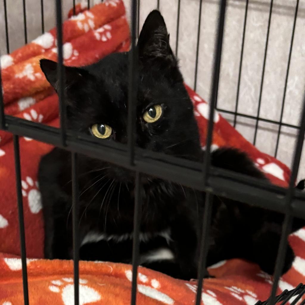Wolverine, a Adoptable Domestic Short Hair in Hinesville, GA image 2/2