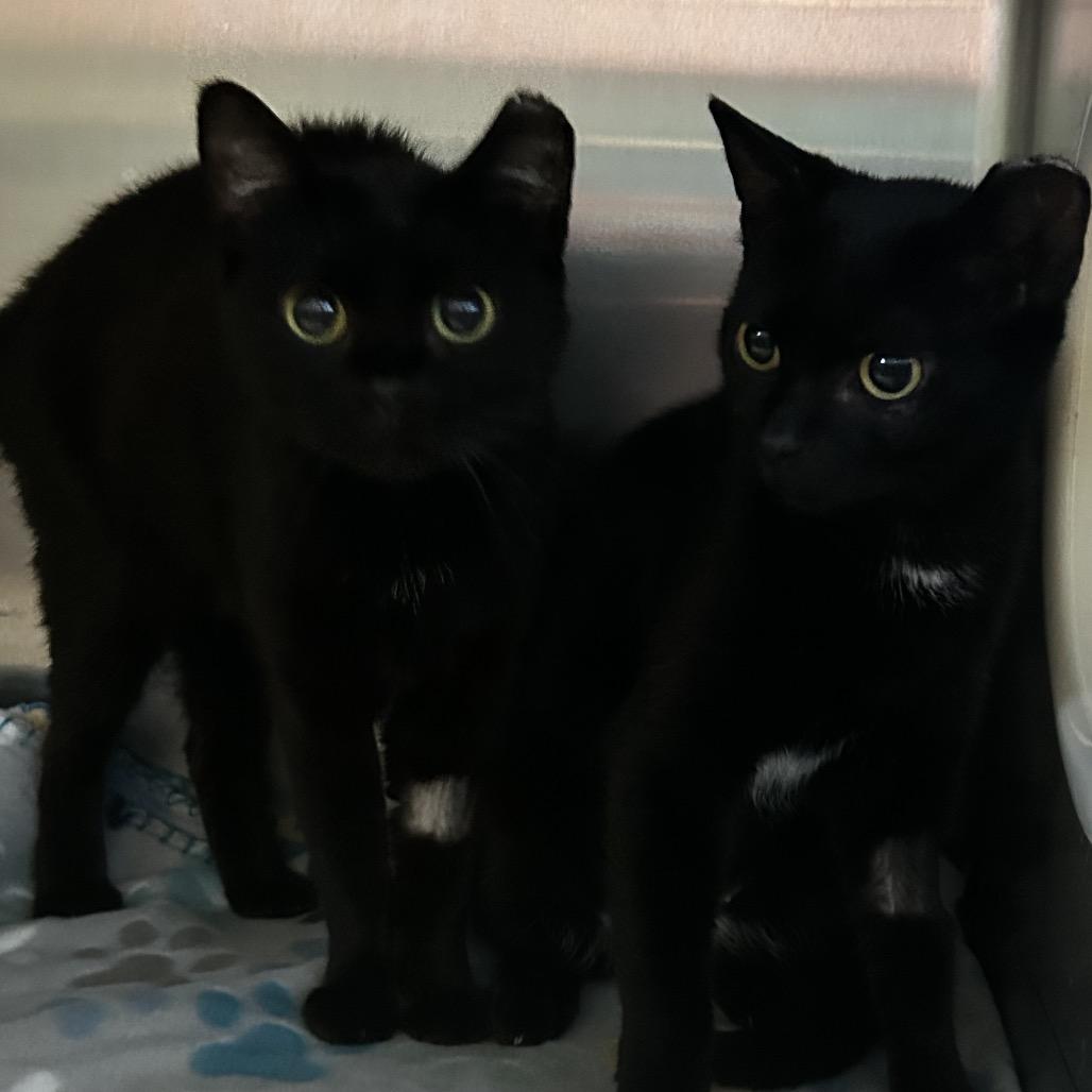 Meleys, Adoptable, Young Female Domestic Short Hair.