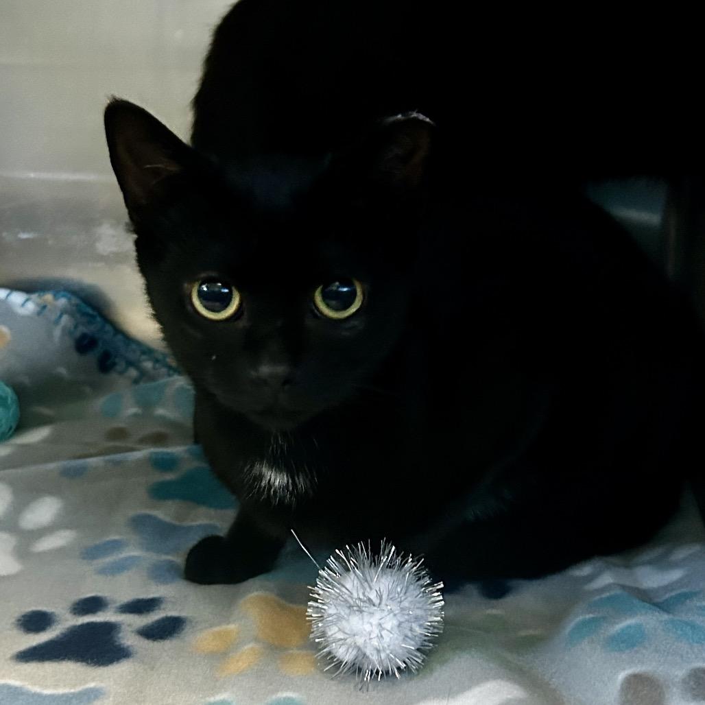 Enlarge Meleys, a Adoptable Domestic Short Hair in Spruce Pine, NC image 2/2