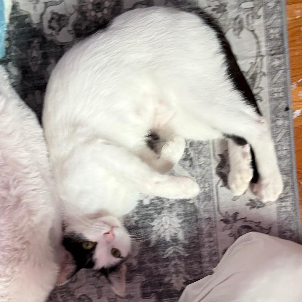 Enlarge Love Bug (B64 James St 3), a Adoptable American Shorthair in Westport, CT image 2/5