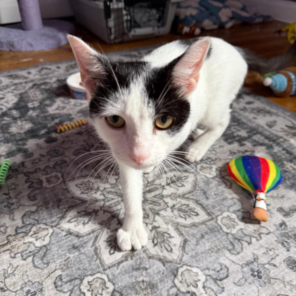 Enlarge Love Bug (B64 James St 3), a Adoptable American Shorthair in Westport, CT image 3/5