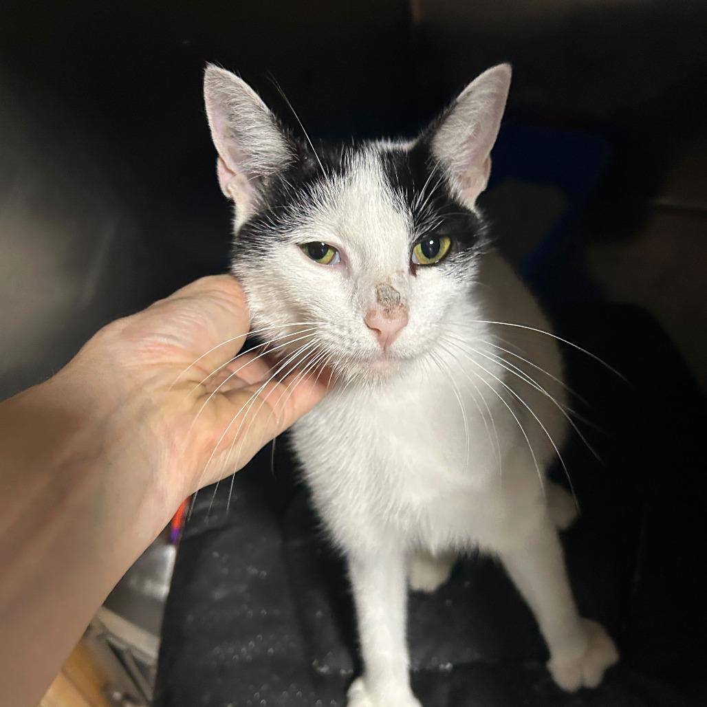 Enlarge Love Bug (B64 James St 3), a Adoptable American Shorthair in Westport, CT image 4/5
