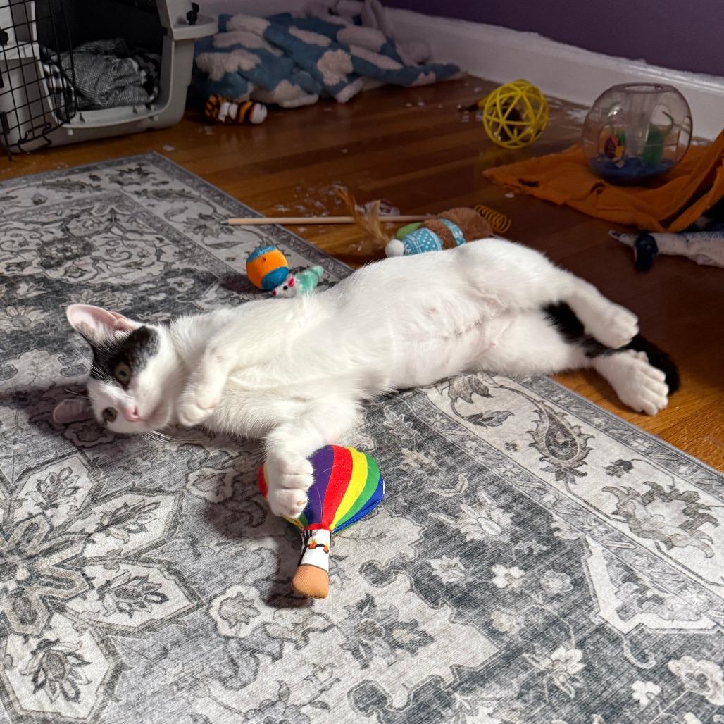 Enlarge Love Bug (B64 James St 3), a Adoptable American Shorthair in Westport, CT image 5/5