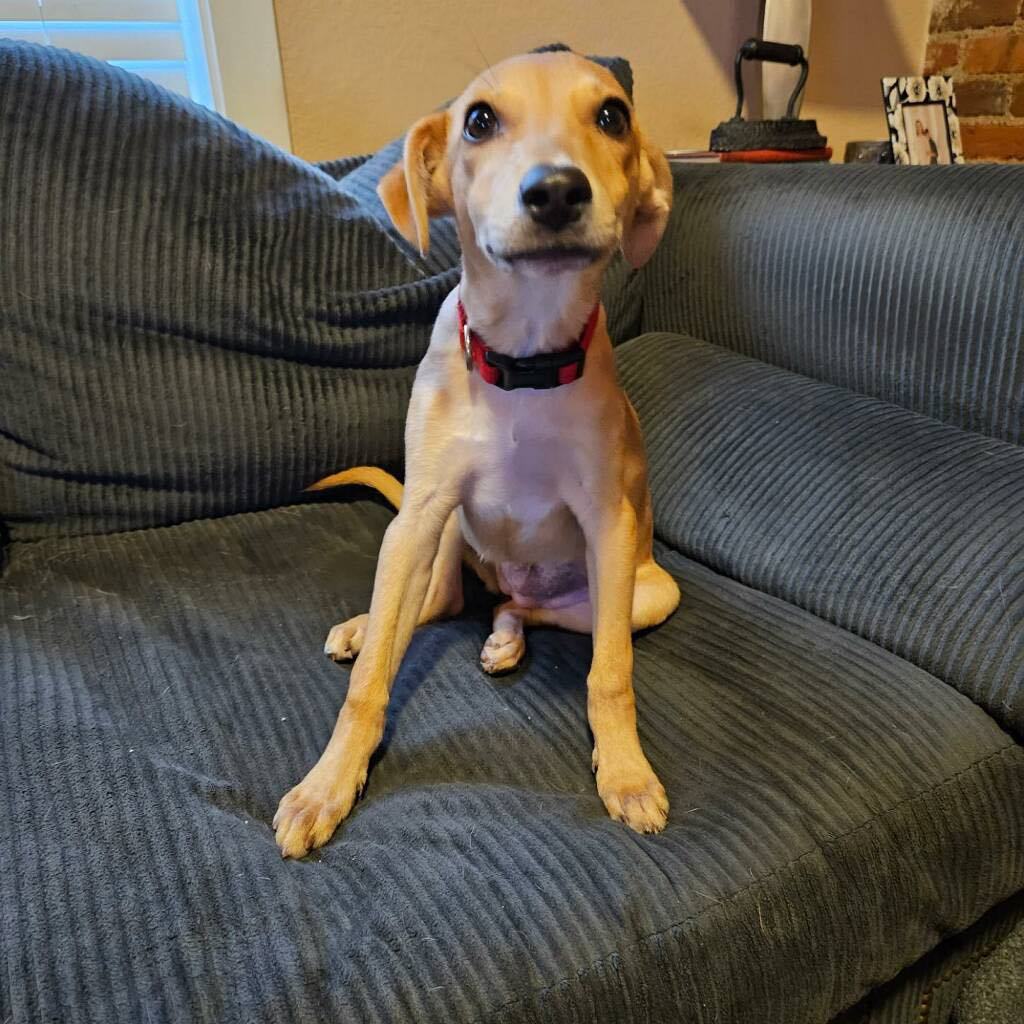 Enlarge Petey, a Adopted mixed breed in Denver, CO image 1/5