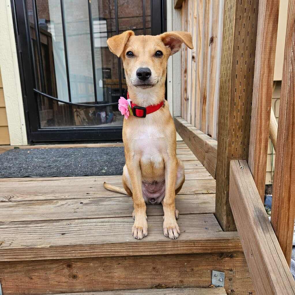 Enlarge Petey, a Adopted mixed breed in Denver, CO image 2/5