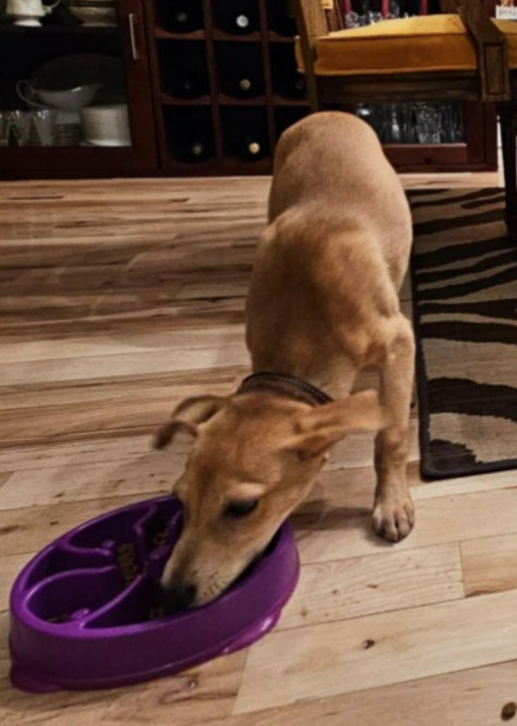 Enlarge Petey, a Adopted mixed breed in Denver, CO image 3/5