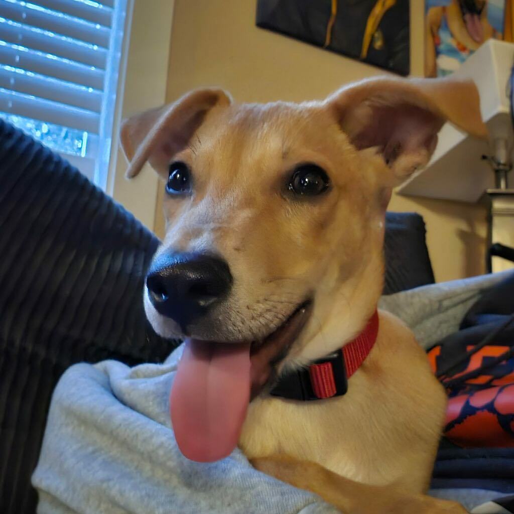 Enlarge Petey, a Adopted mixed breed in Denver, CO image 5/5