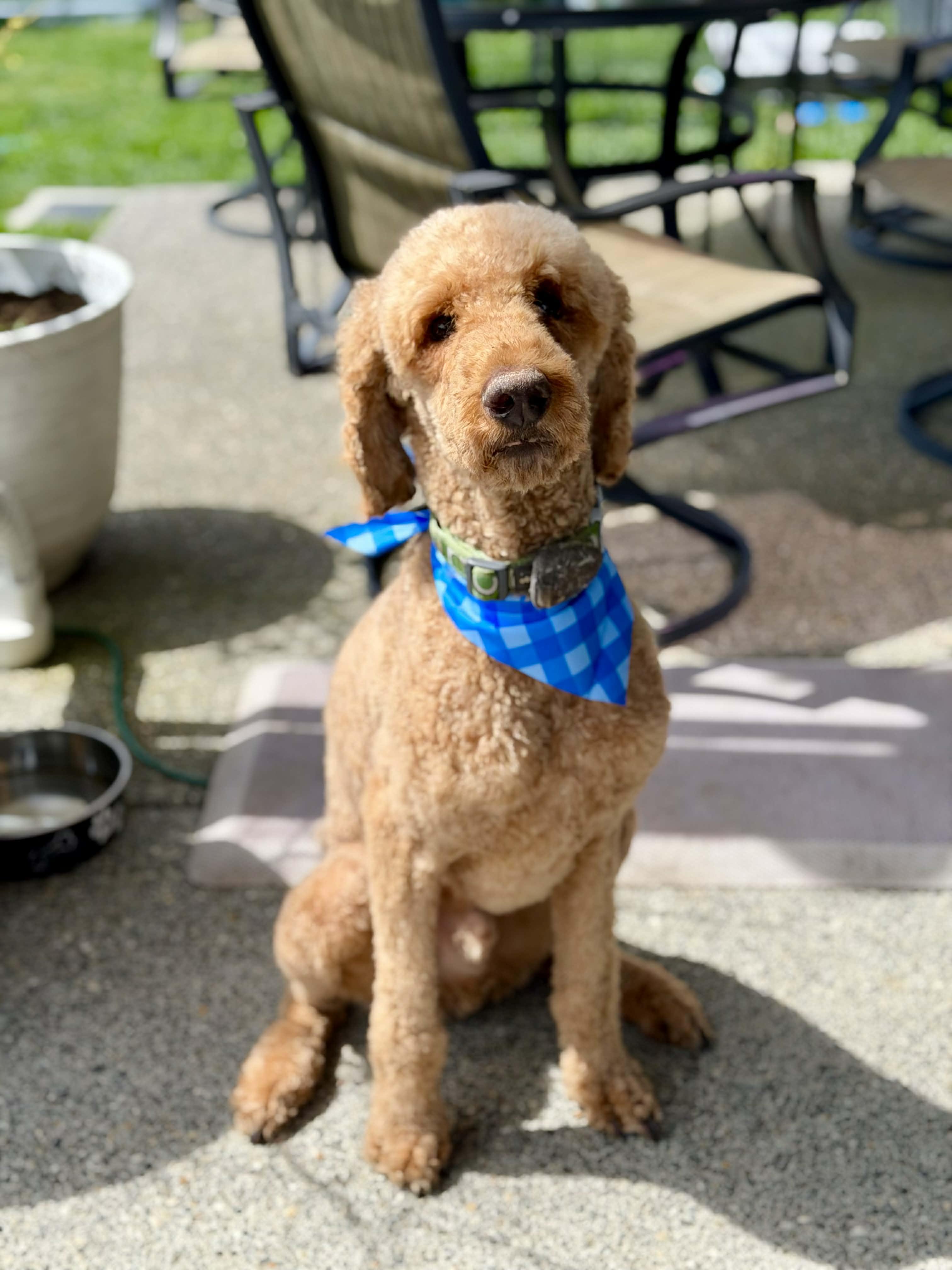 Enlarge Cabo, an adopted Poodle in Silvana, WA image 2/6