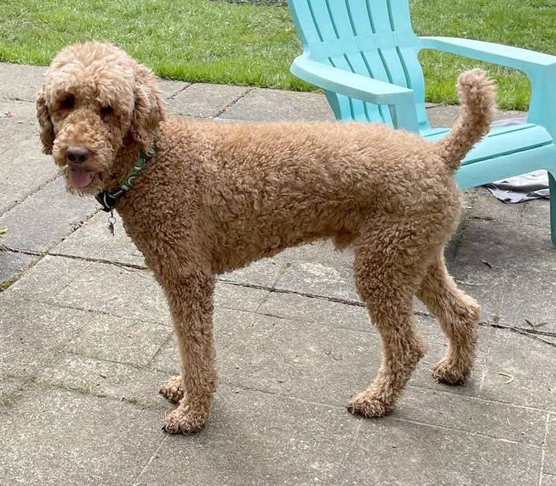 Enlarge Cabo, an adoptable Poodle in Silvana, WA image 3/5