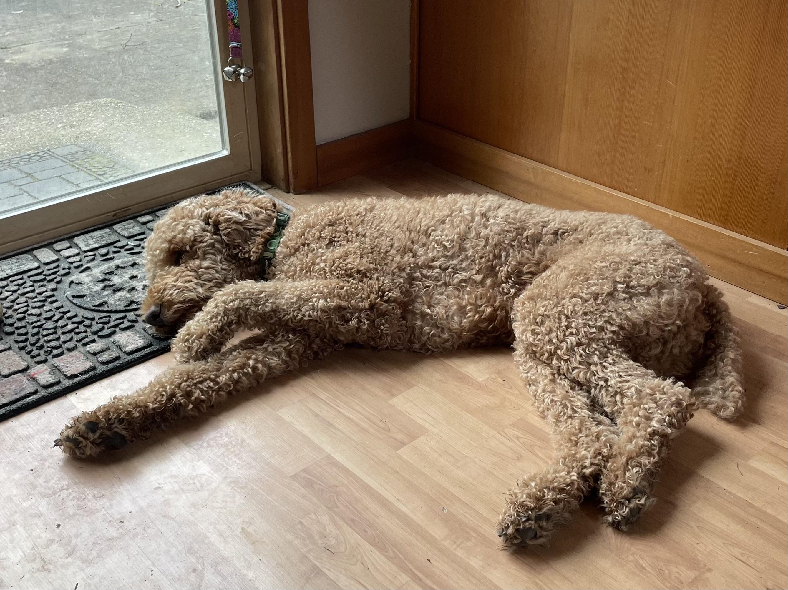 Enlarge Cabo, an adoptable Poodle in Silvana, WA image 4/5