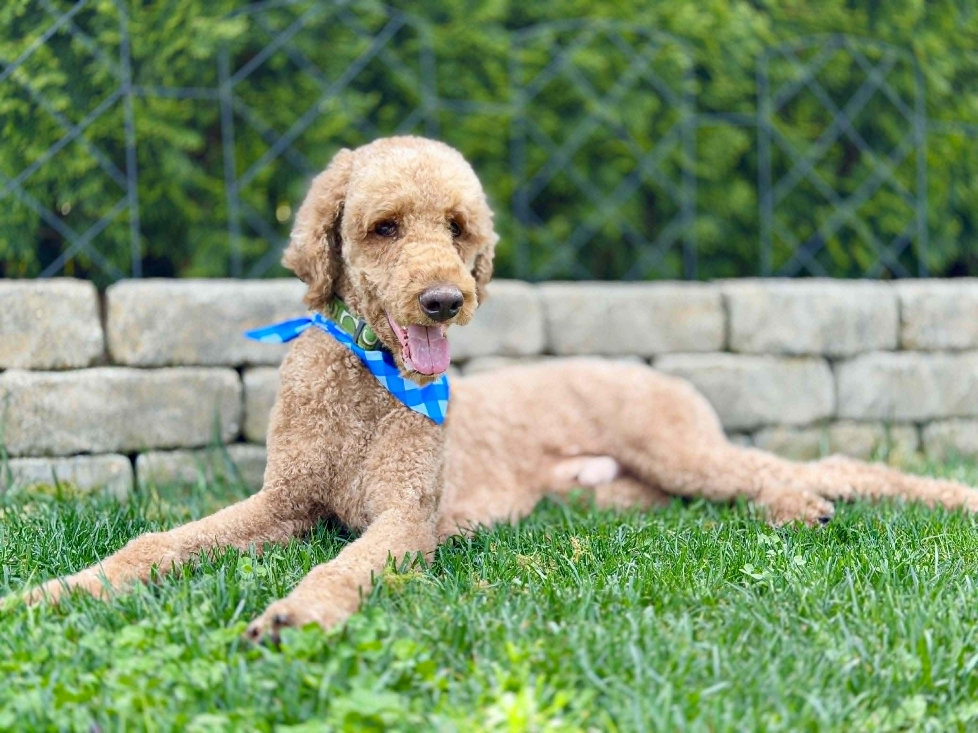 Enlarge Cabo, an adopted Poodle in Silvana, WA image 1/6