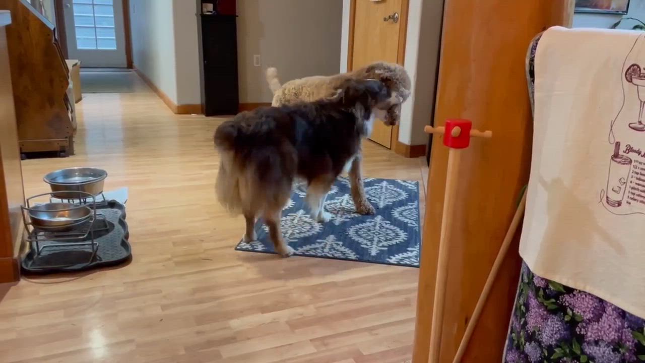 Enlarge Cabo, an adoptable Poodle in Silvana, WA video 5/5