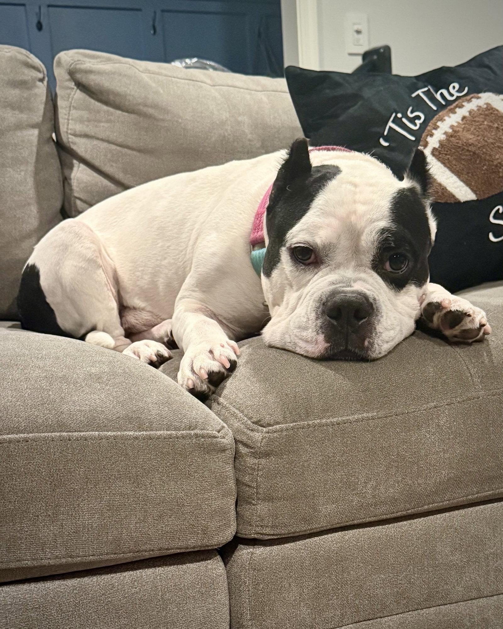 Duke, Adoptable, Adult Male American Bulldog.
