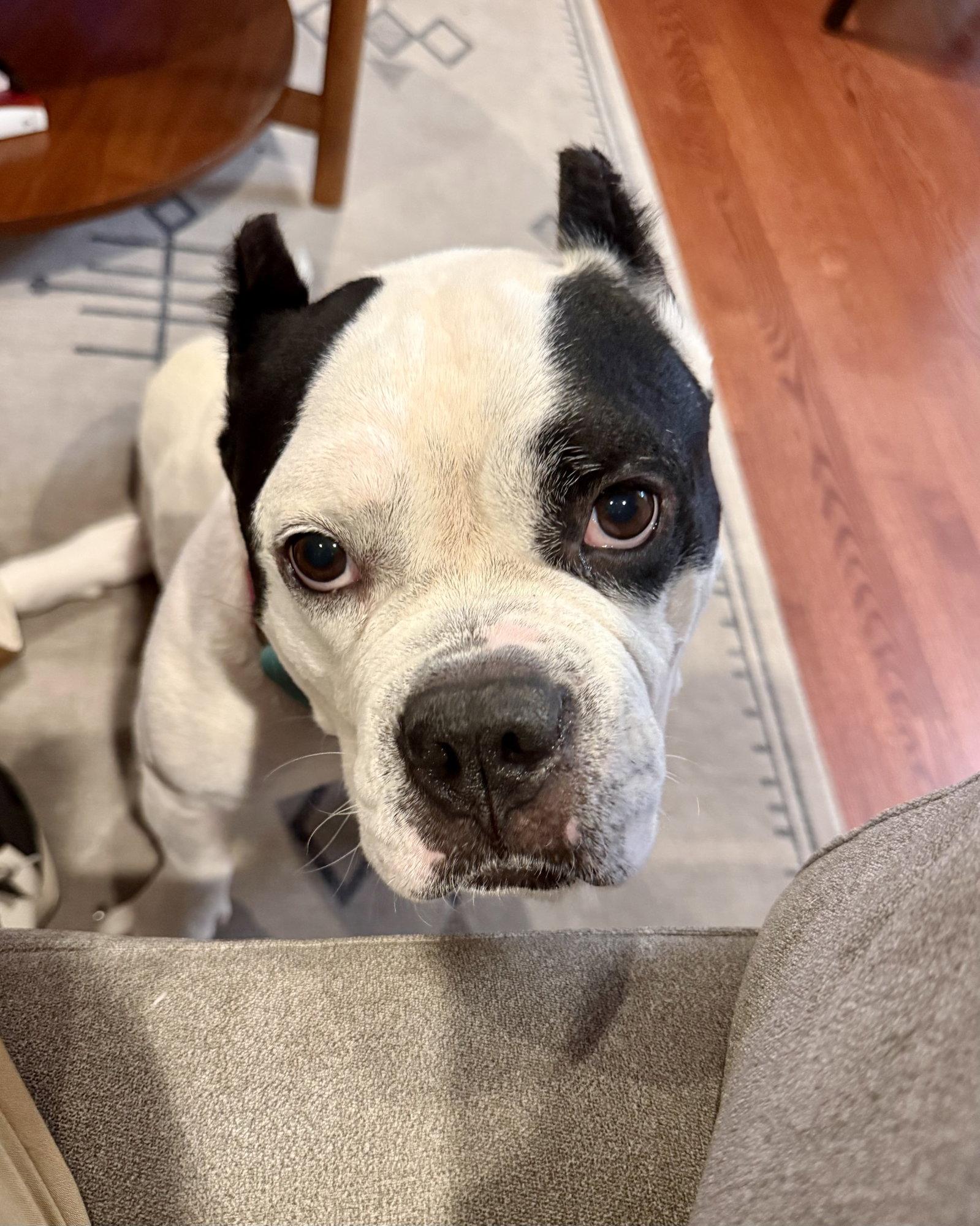 Enlarge Duke, a Adoptable American Bulldog in Monticello, NY image 2/3