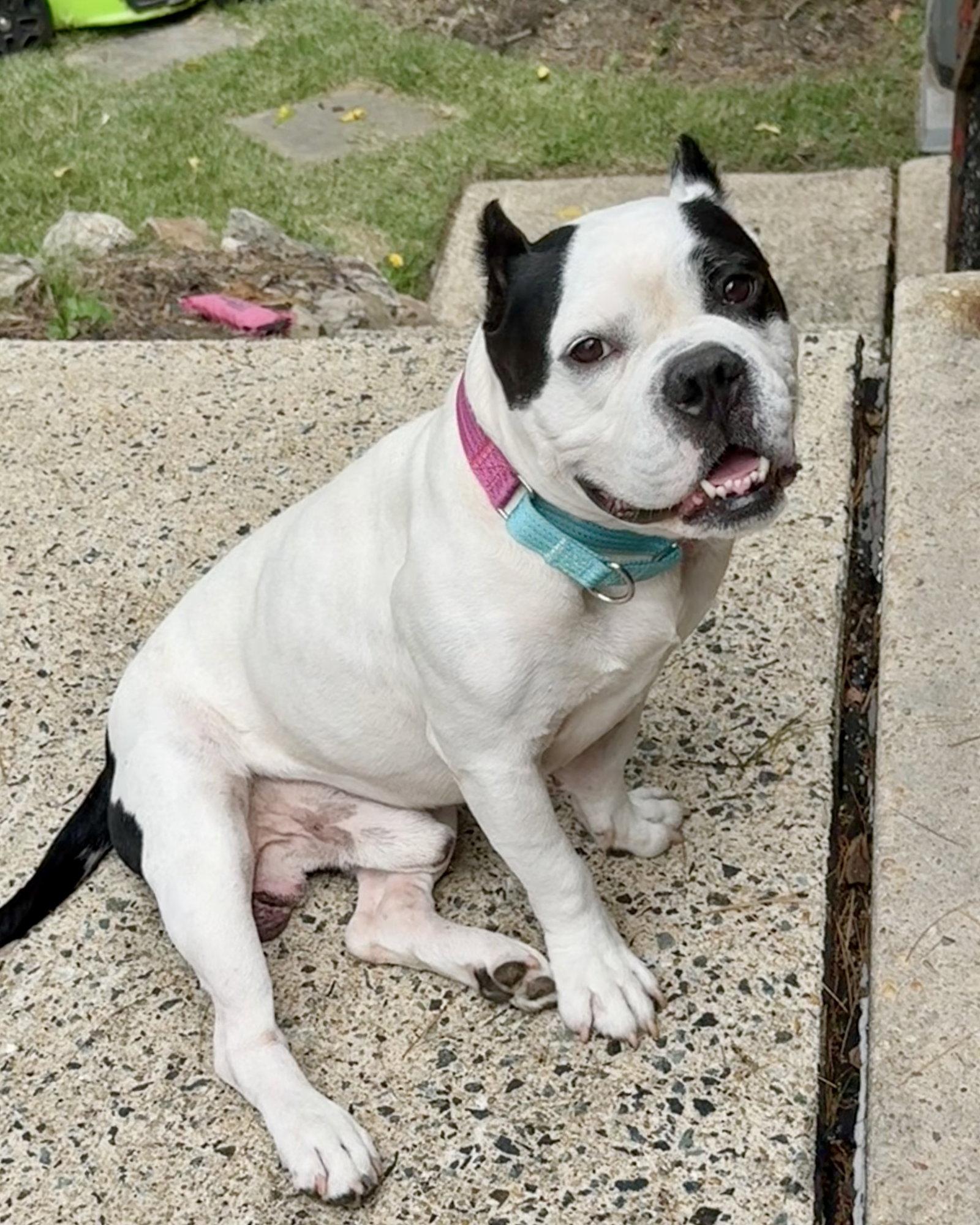 Enlarge Duke, a Adoptable American Bulldog in Monticello, NY image 3/3