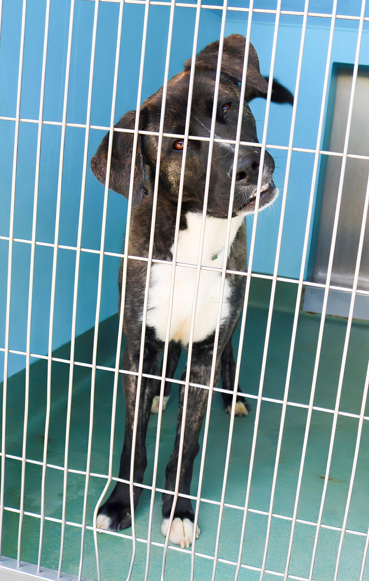 DOUG, Adoptable, Adult Male Anatolian Shepherd.