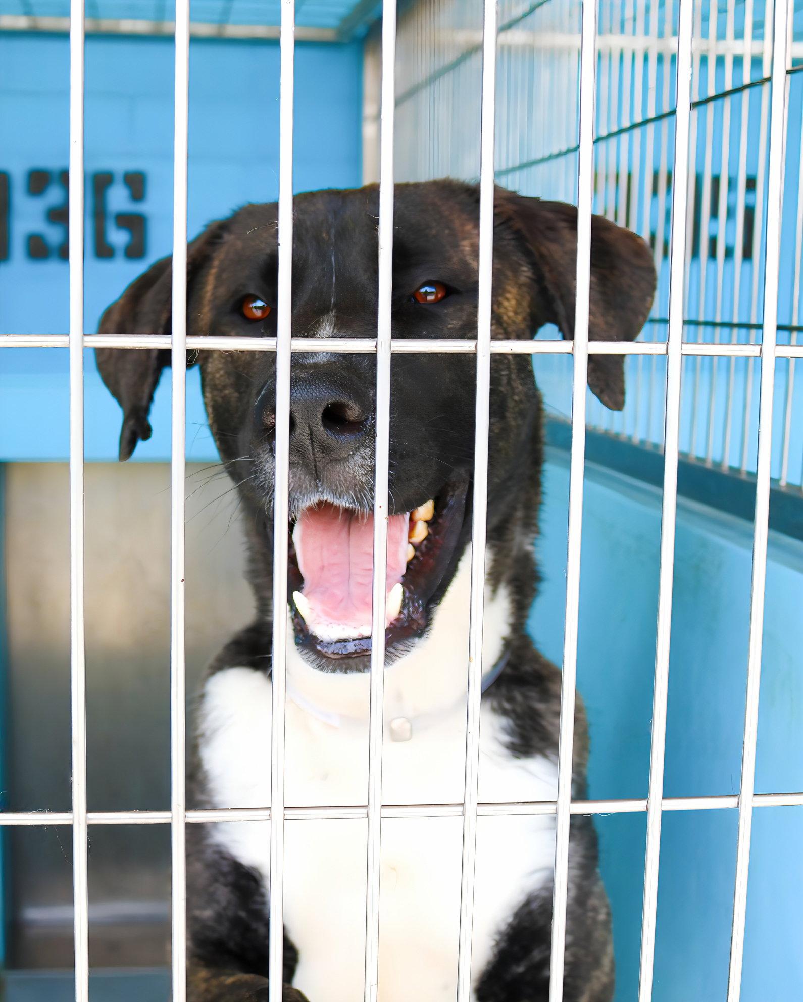 Enlarge DOUG, a Adoptable Anatolian Shepherd in Pasadena, CA image 2/2