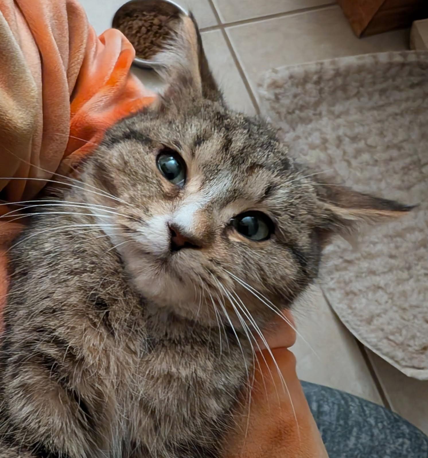 Enlarge Gucci, a ADOPTABLE mixed breed in Ypsilanti, MI image 4/5