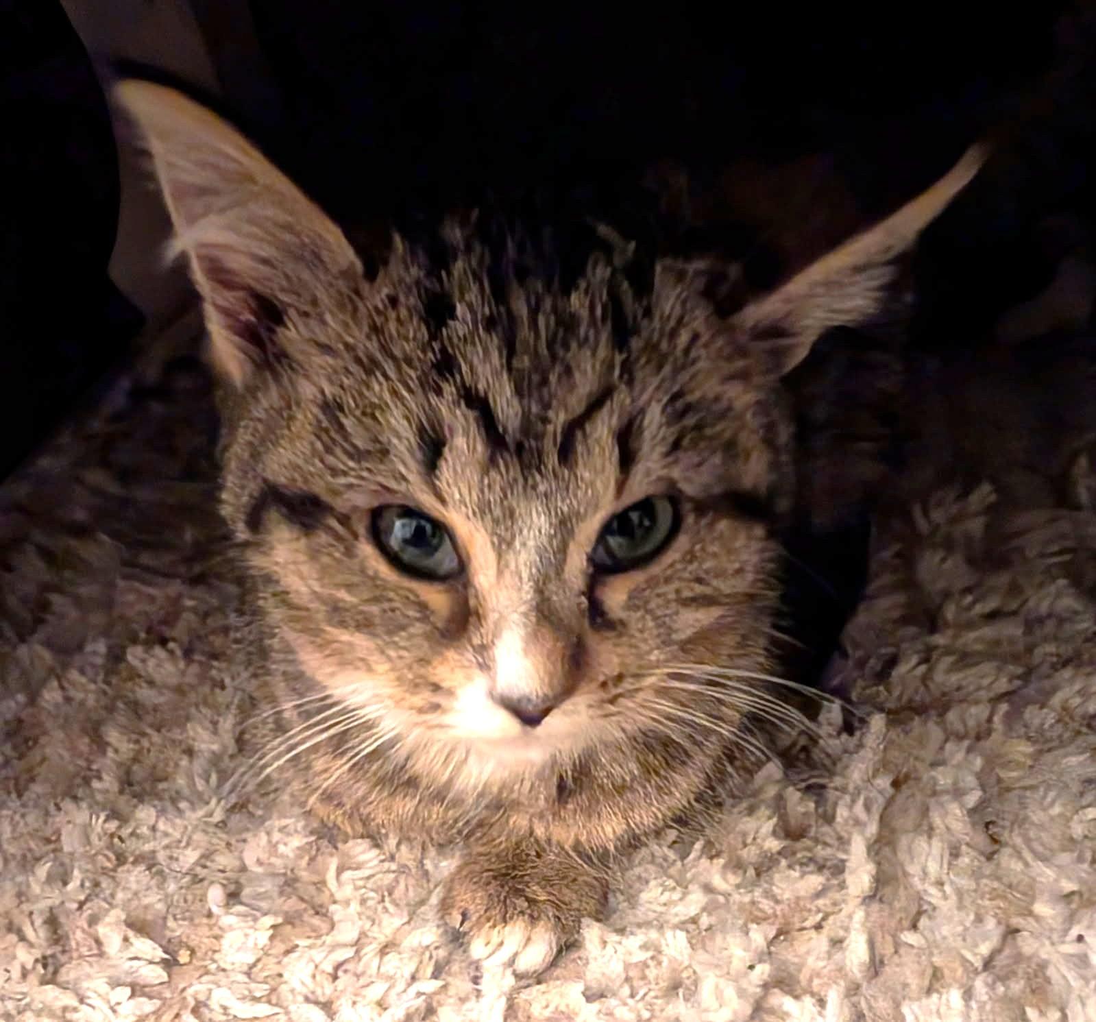 Enlarge Gucci, a ADOPTABLE mixed breed in Ypsilanti, MI image 5/5