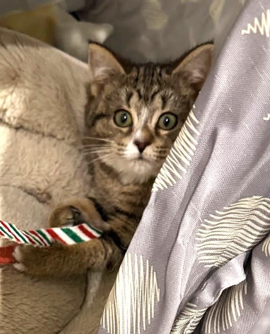 Enlarge Gucci, a ADOPTABLE mixed breed in Ypsilanti, MI image 2/5