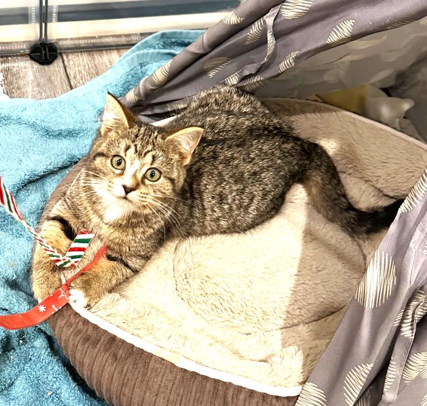 Enlarge Gucci, a ADOPTABLE mixed breed in Ypsilanti, MI image 1/5