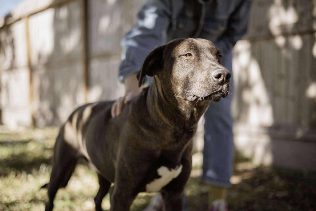 Astro, Adoptable, Young Male Labrador Retriever & Mixed Breed.