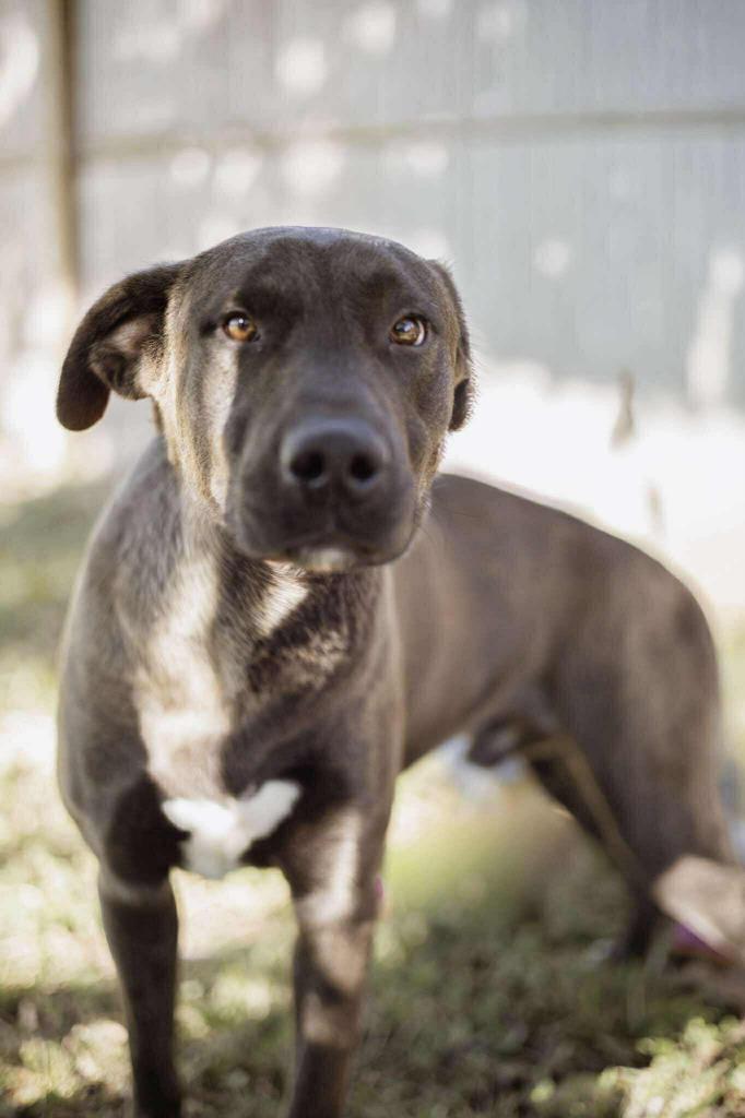 Astro, Adoptable, Young Male Labrador Retriever & Boxer.