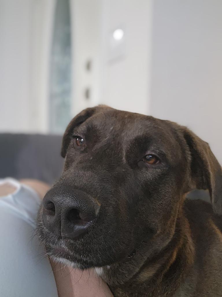 Astro, a Adoptable mixed breed in Spring, TX image 2/5