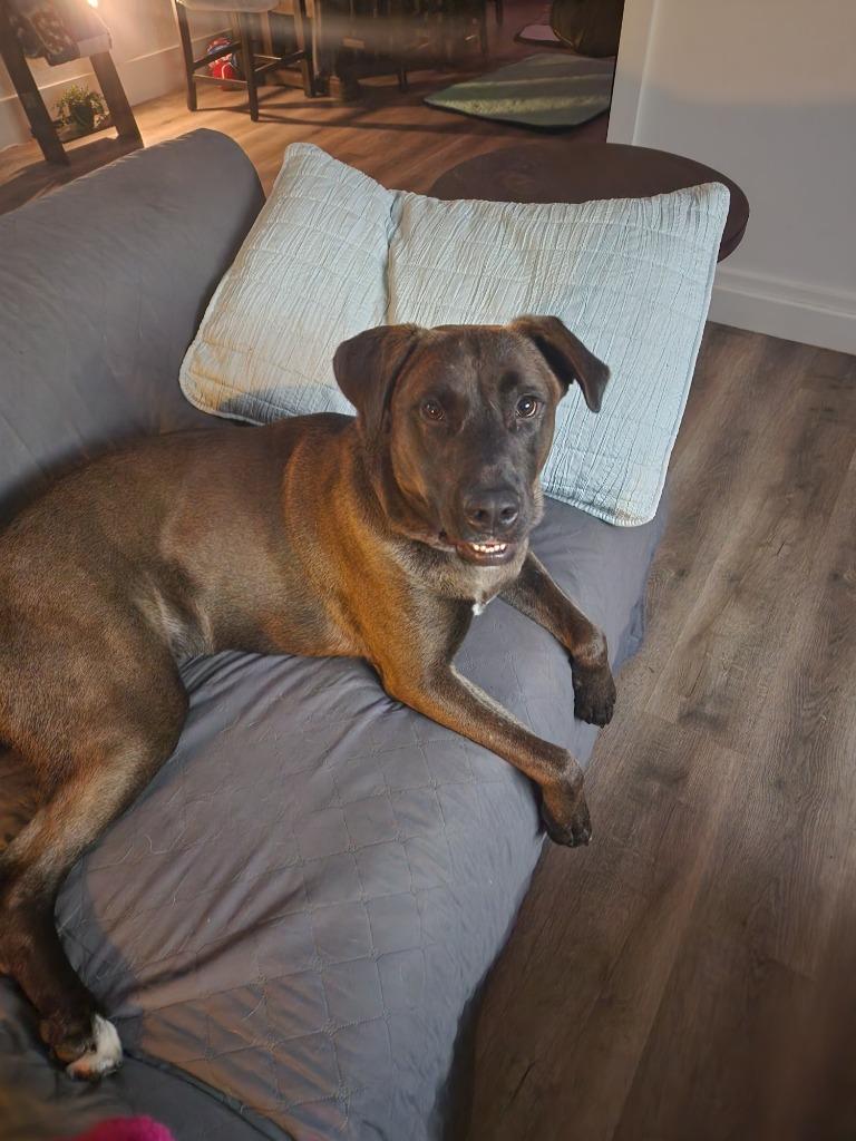 Astro, a Adoptable mixed breed in Spring, TX image 3/5