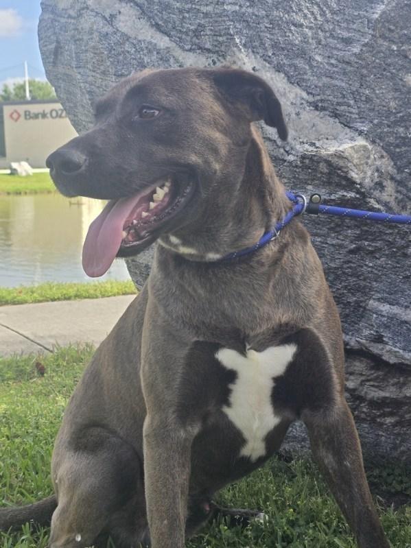 Enlarge Astro, a Adoptable mixed breed in Spring, TX image 2/6