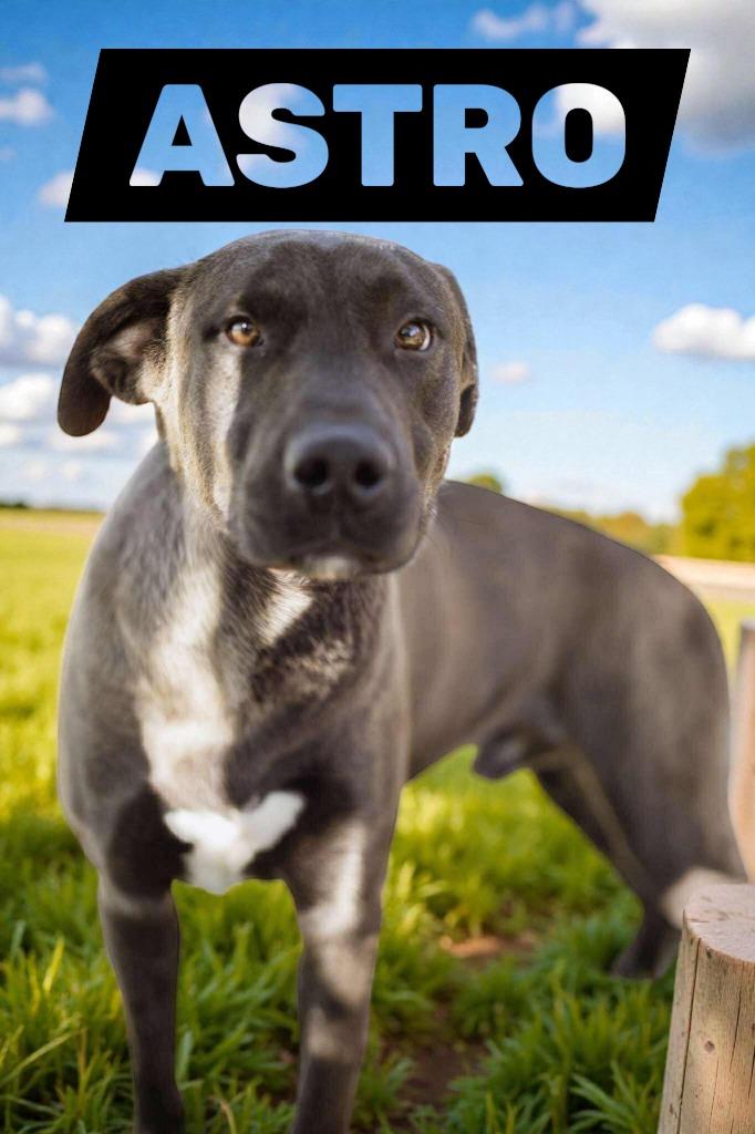 Enlarge Astro, a Adoptable mixed breed in Spring, TX image 2/4