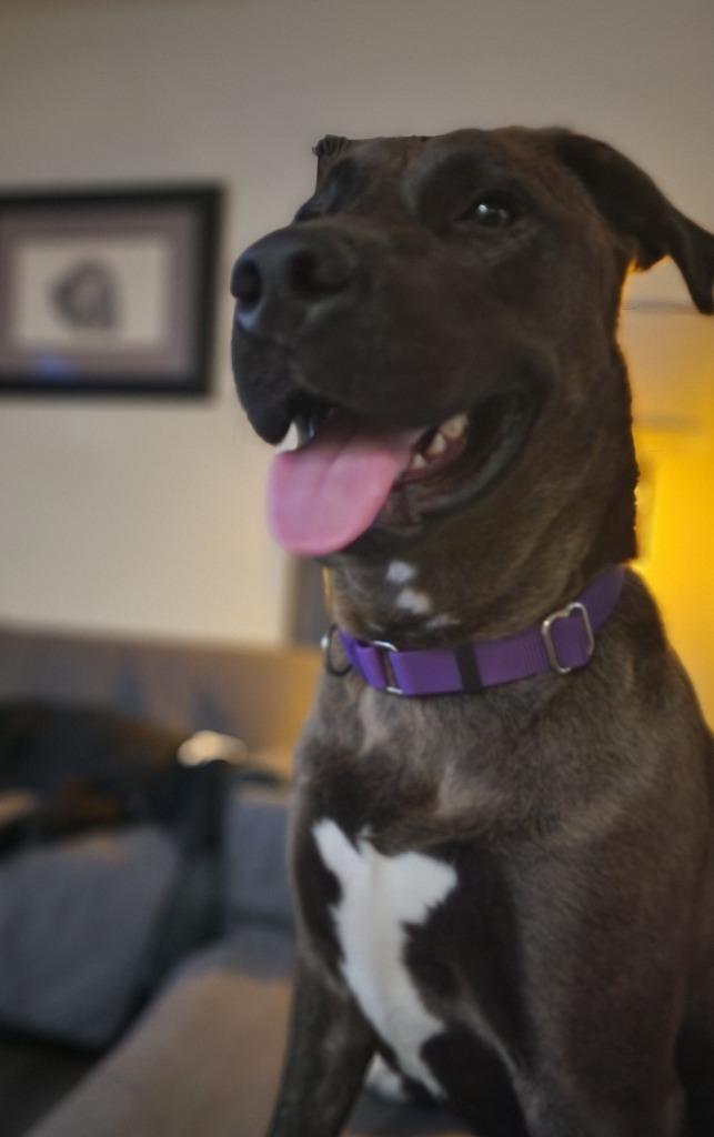 Astro, a Adoptable mixed breed in Spring, TX image 5/5