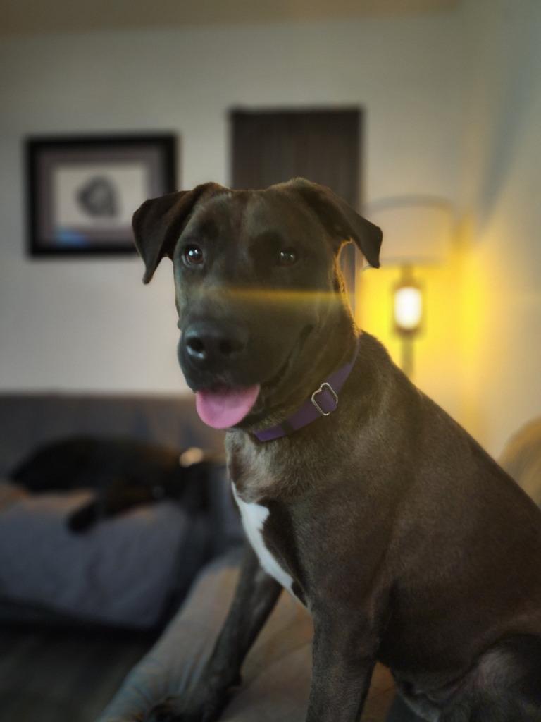 Enlarge Astro, a Adoptable mixed breed in Spring, TX image 6/6