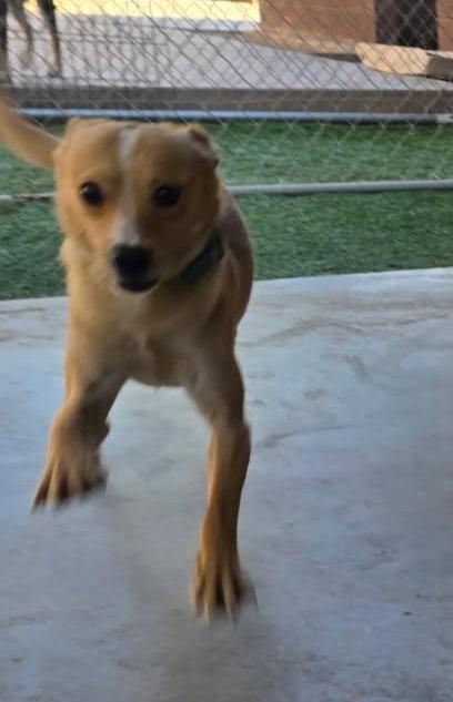 Homer, Adoptable, Young Male Border Collie & Chihuahua.