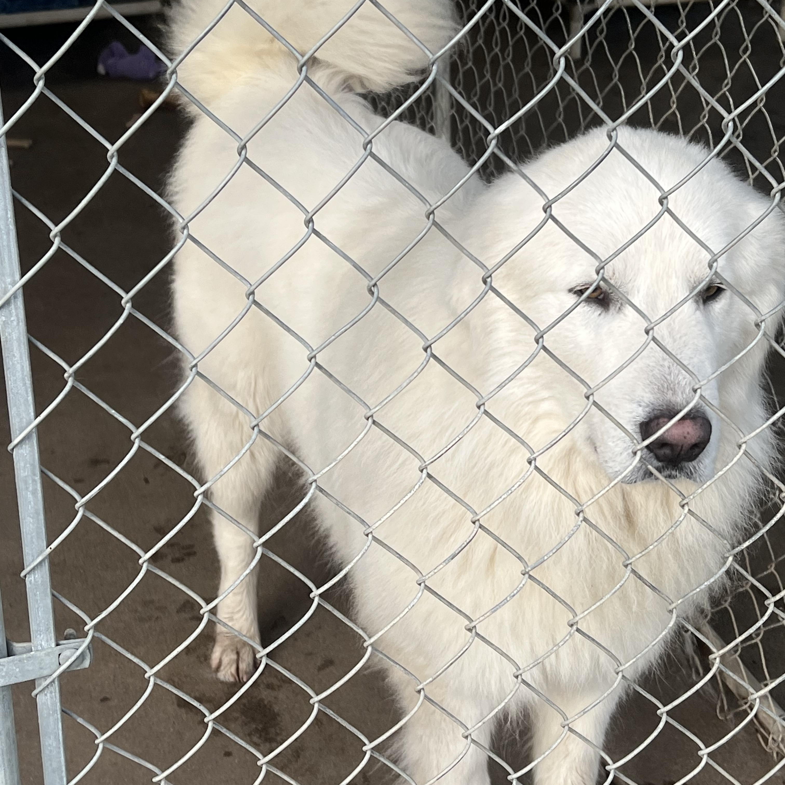 Enlarge FINN, a Adoptable Great Pyrenees in Granite Bay, CA image 2/3