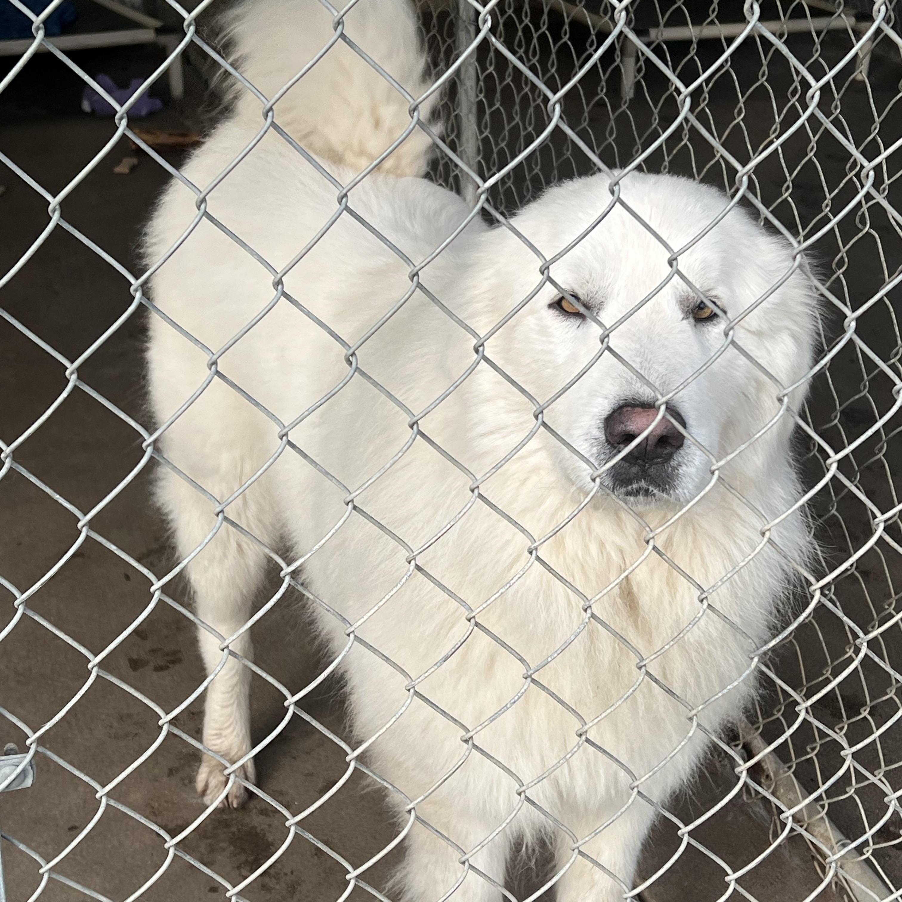 Enlarge FINN, a Adoptable Great Pyrenees in Granite Bay, CA image 3/3