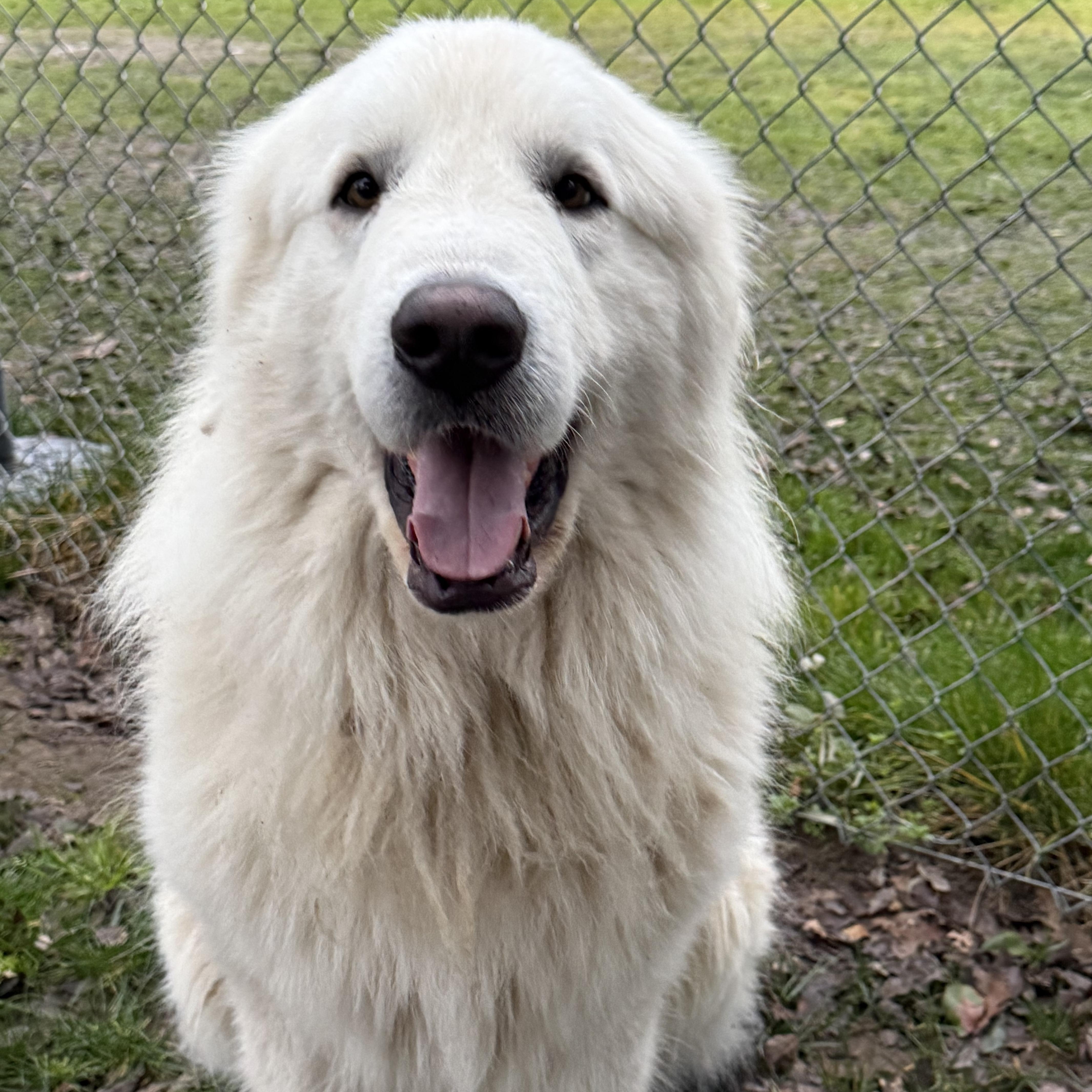 Enlarge FINN, a Adoptable Great Pyrenees in Granite Bay, CA image 1/3