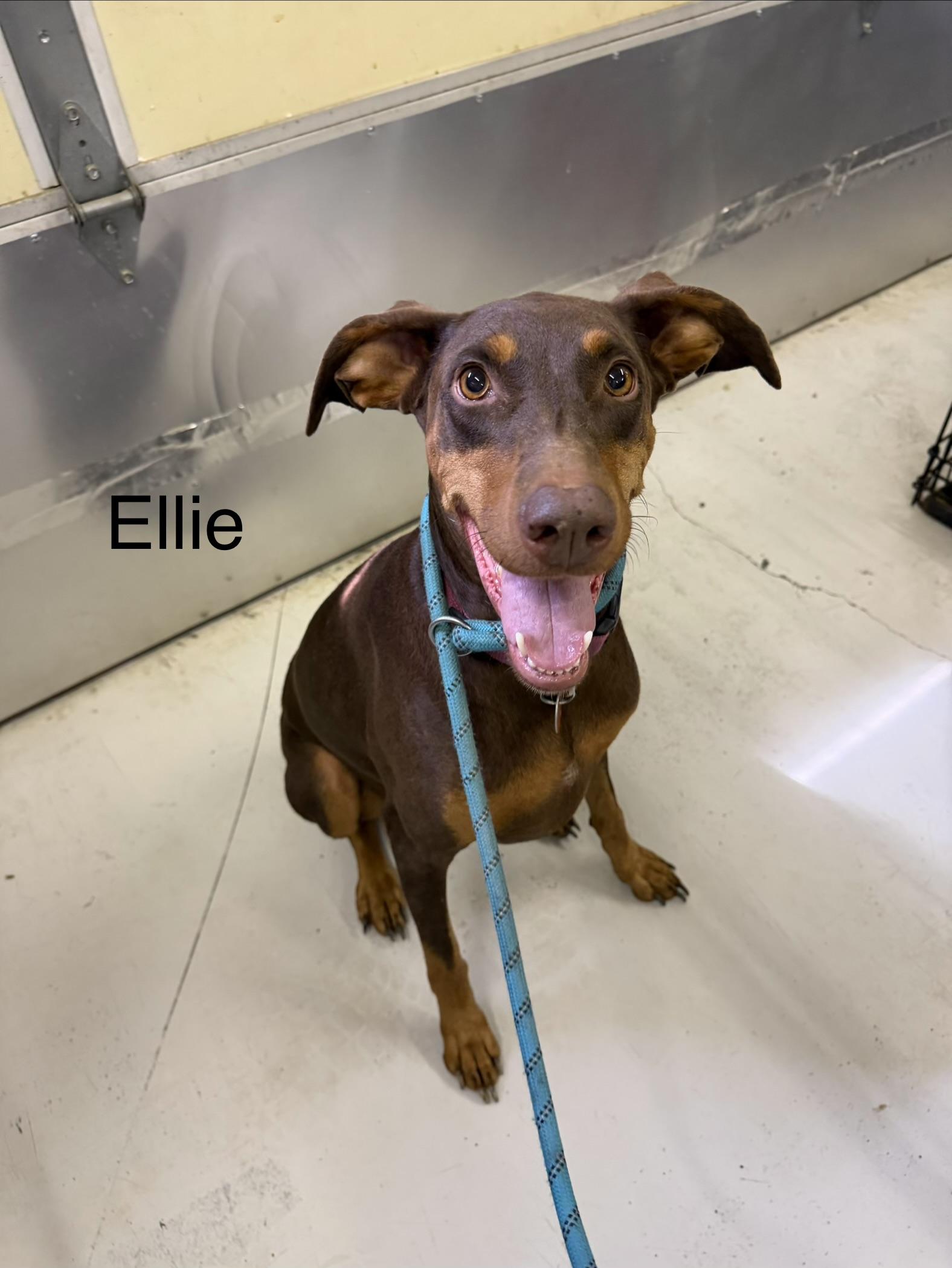 Ellie, Adoptable, Adult Female Doberman Pinscher.