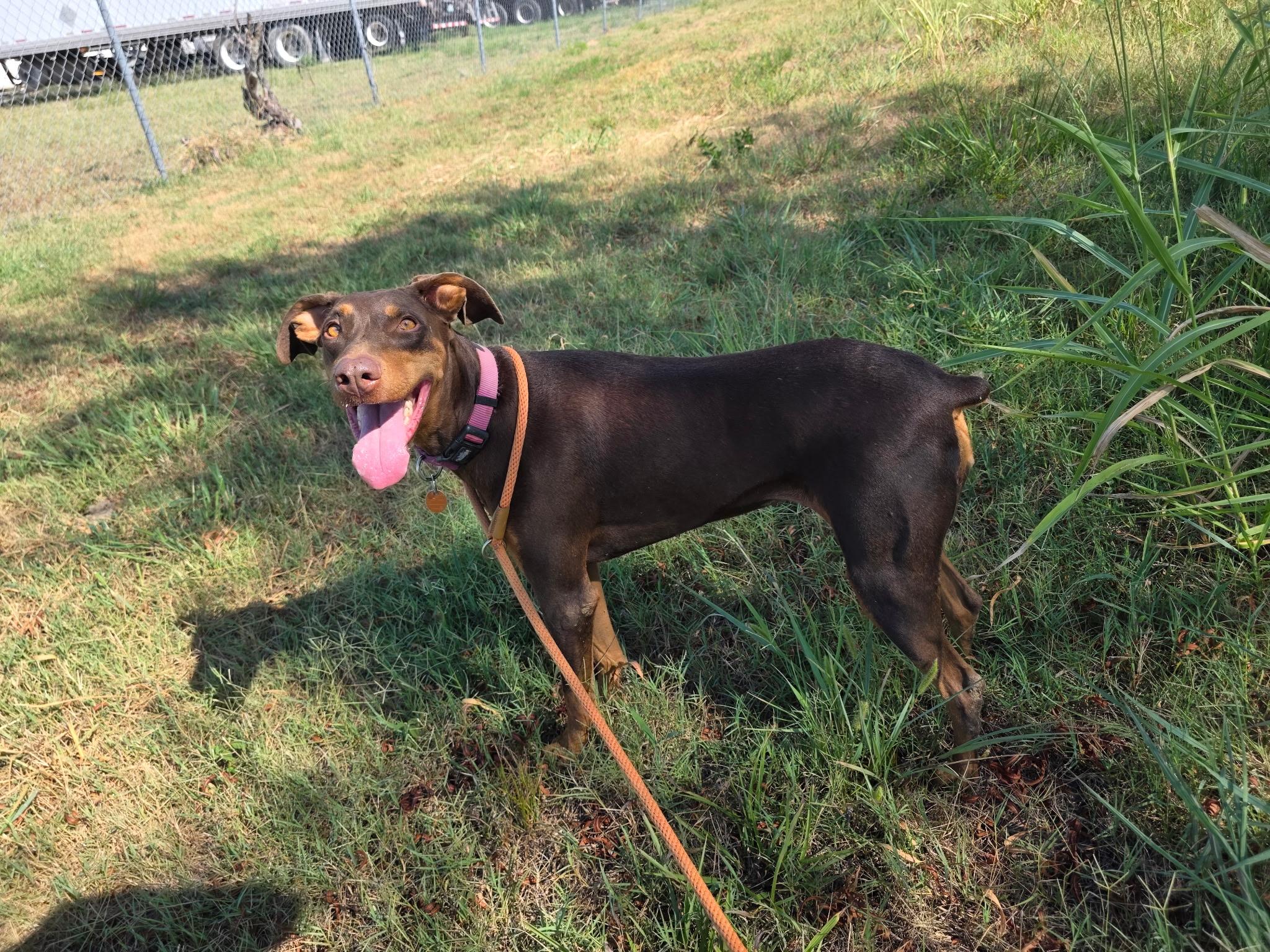 Enlarge Ellie, a Adoptable Doberman Pinscher in Muldrow, OK image 3/4