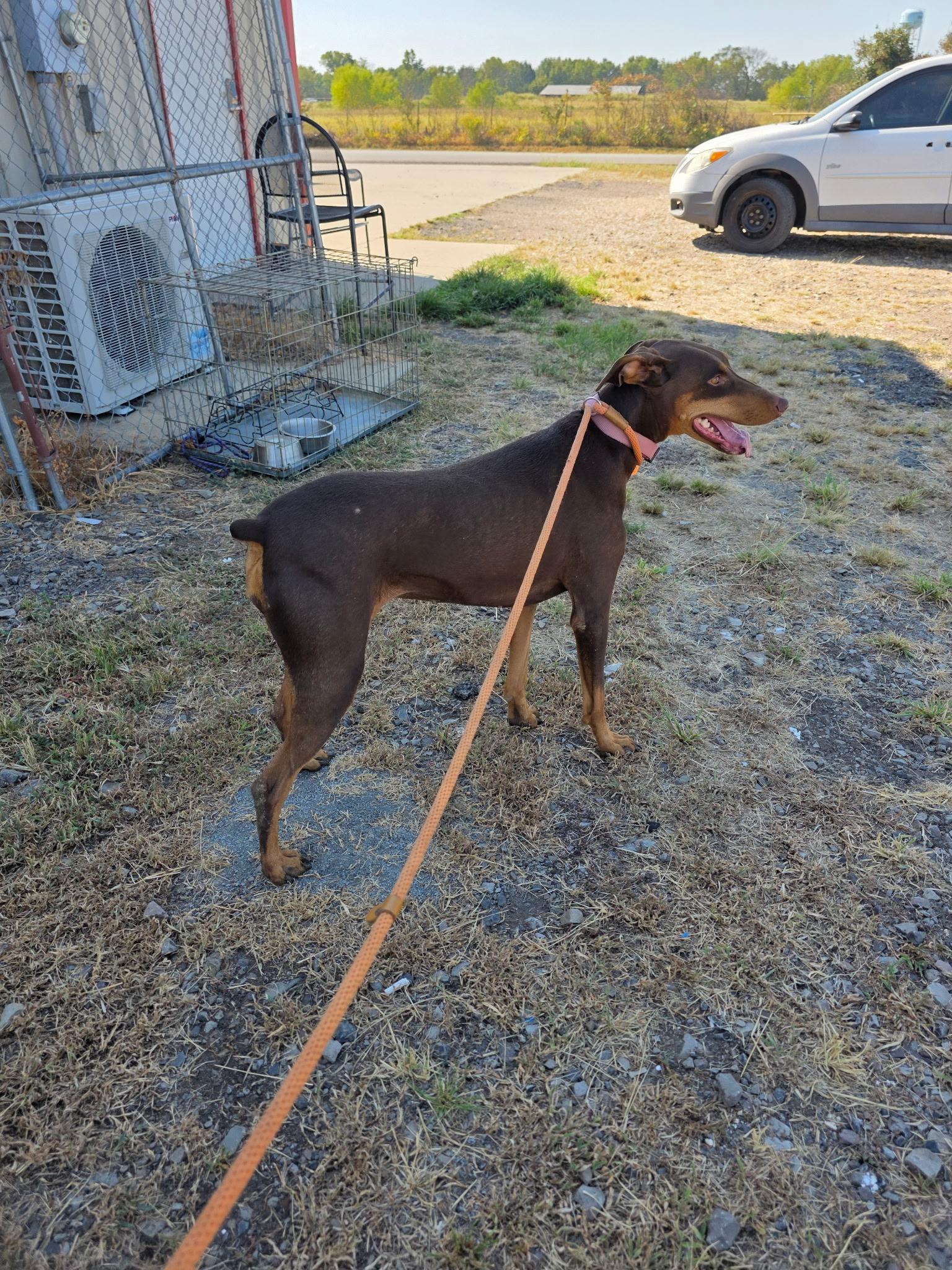 Enlarge Ellie, a Adoptable Doberman Pinscher in Muldrow, OK image 2/4