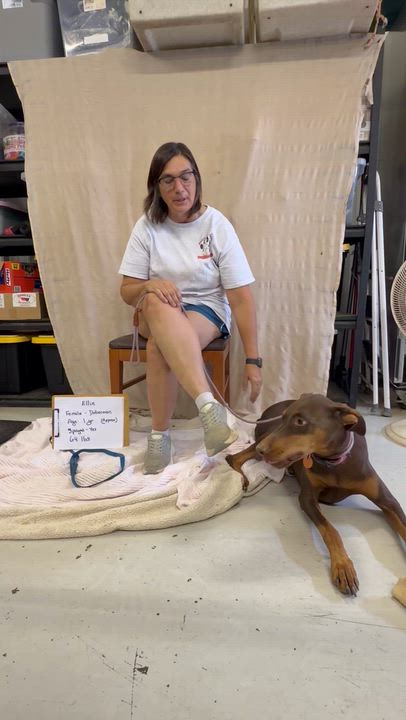 Enlarge Ellie, a Adoptable Doberman Pinscher in Muldrow, OK video 4/4