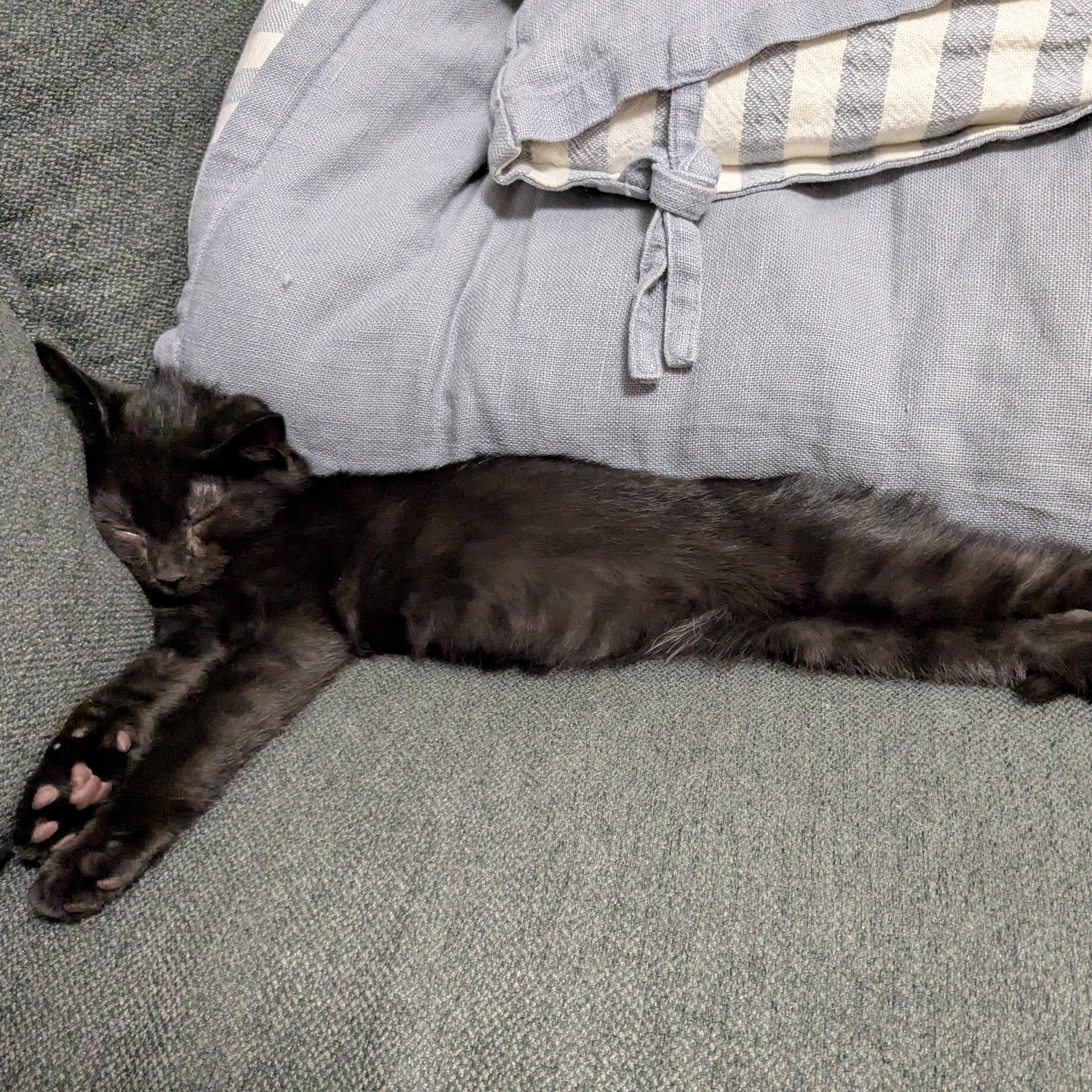 Hermes, a Adopted Domestic Short Hair in Montreal, QC image 1/6