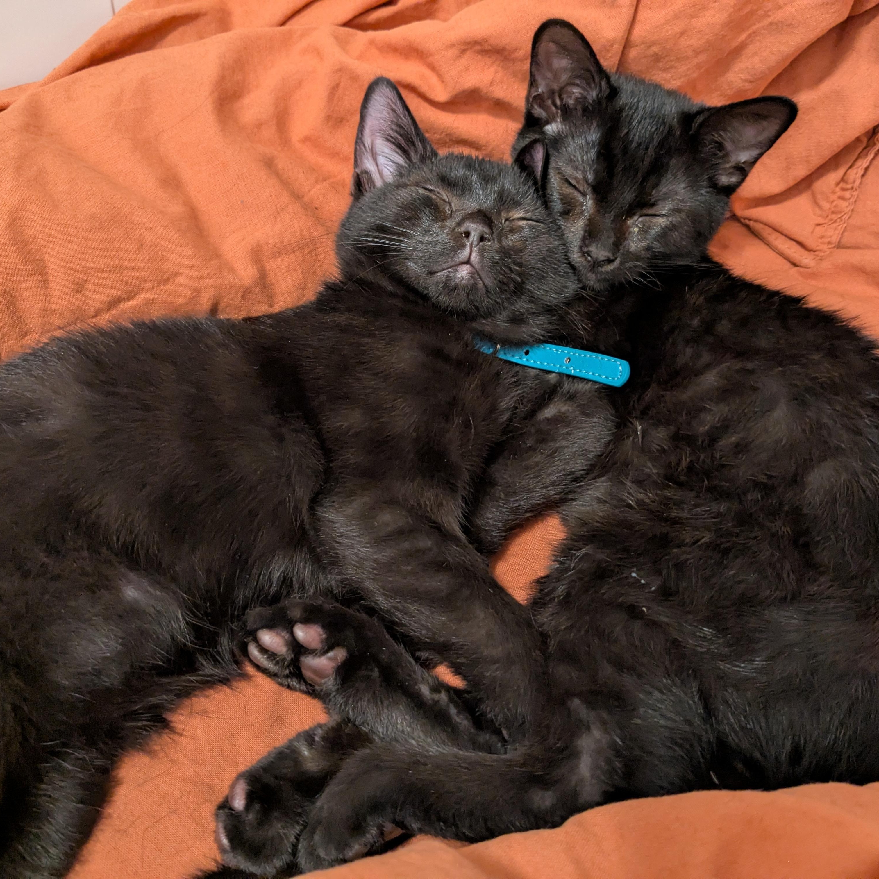 Hermes, a Adopted Domestic Short Hair in Montreal, QC image 3/6