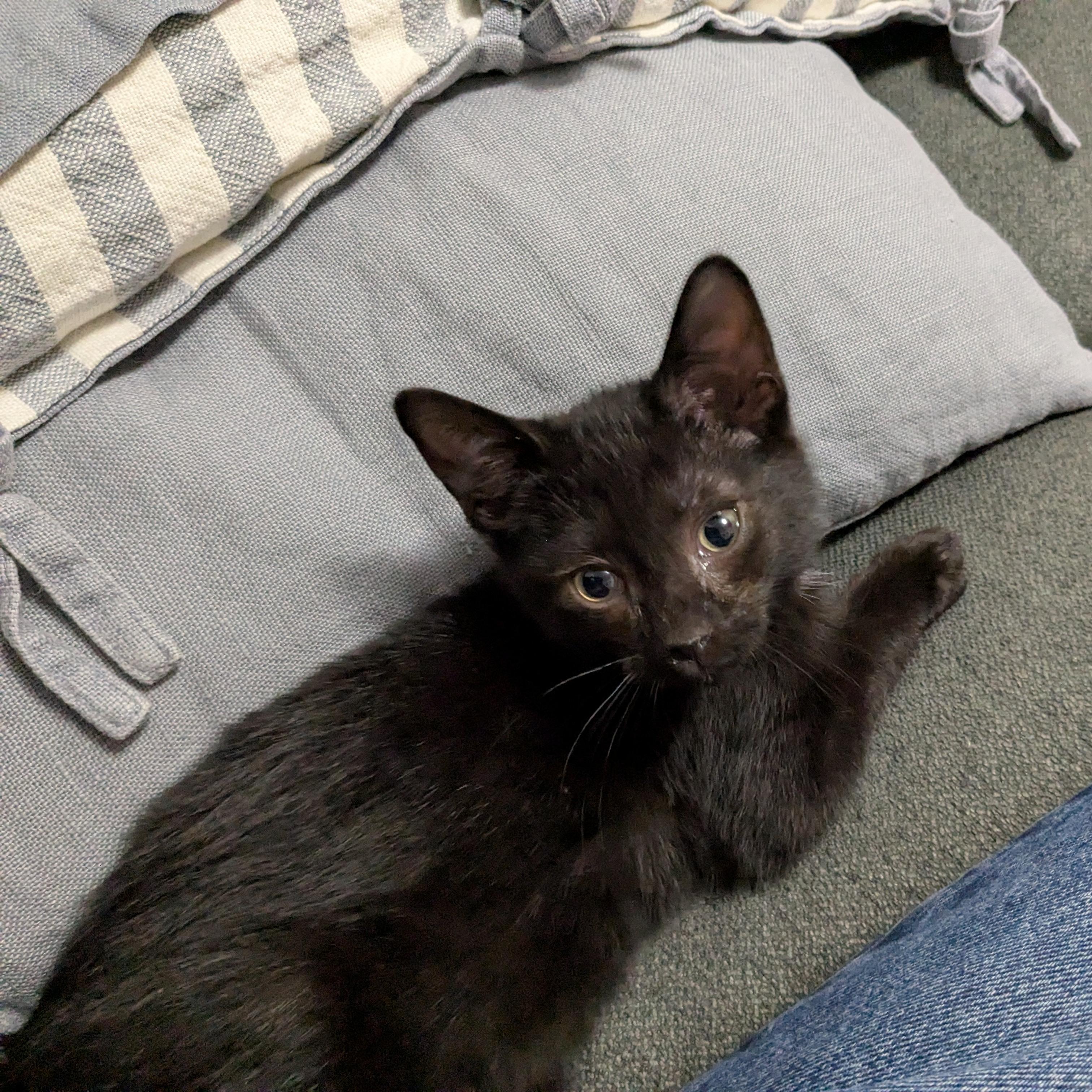 Hermes, a Adopted Domestic Short Hair in Montreal, QC image 4/6