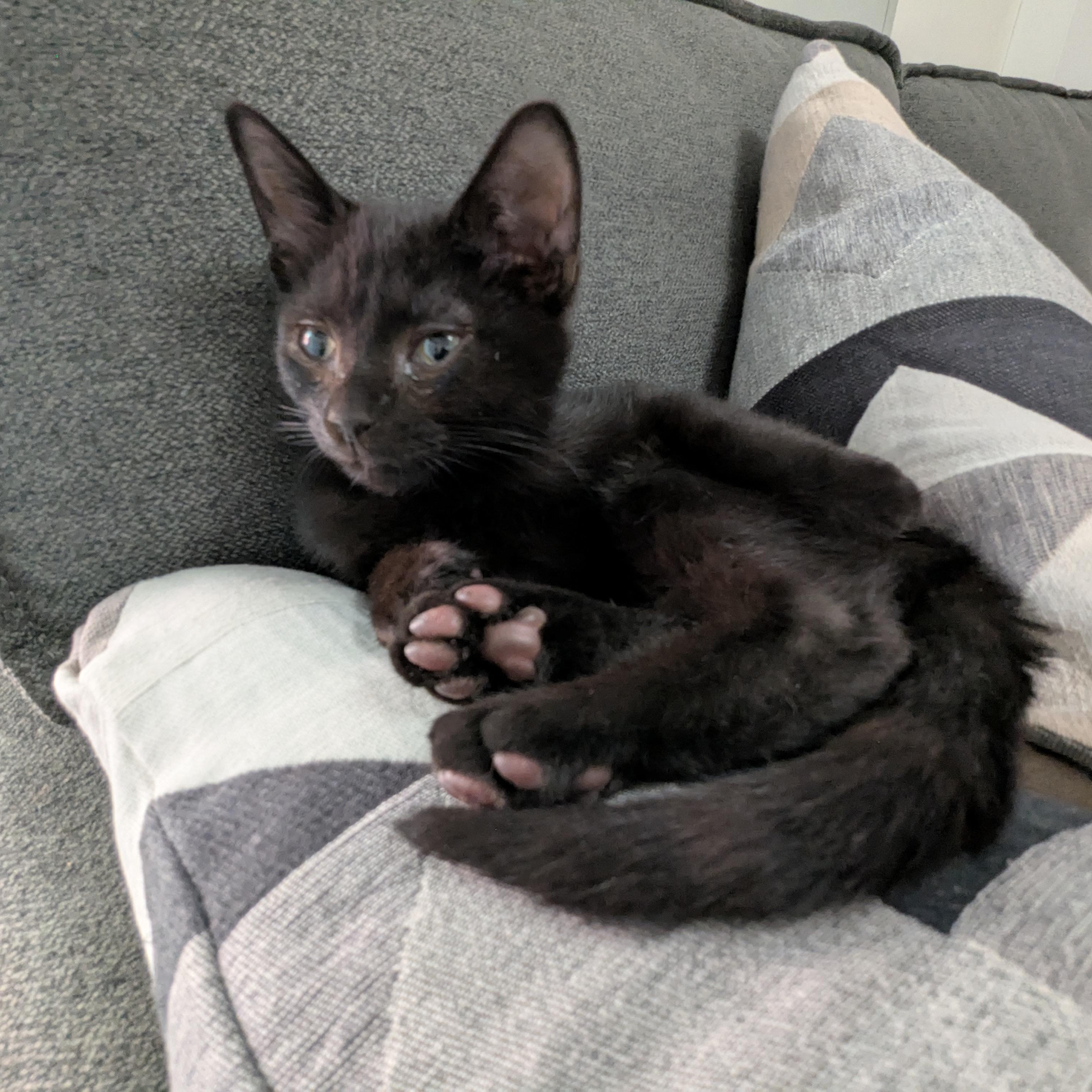 Hermes, a Adopted Domestic Short Hair in Montreal, QC image 5/6