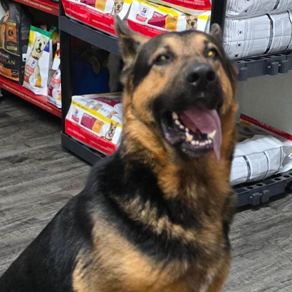 Enlarge CAPTAIN, a Adoptable mixed breed in Holton, KS image 1/2