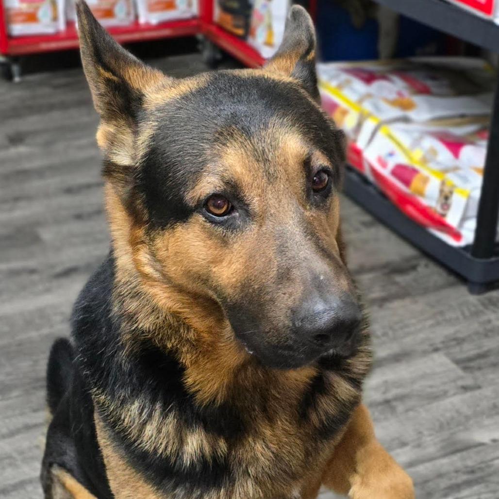 Enlarge CAPTAIN, a Adoptable mixed breed in Holton, KS image 2/2