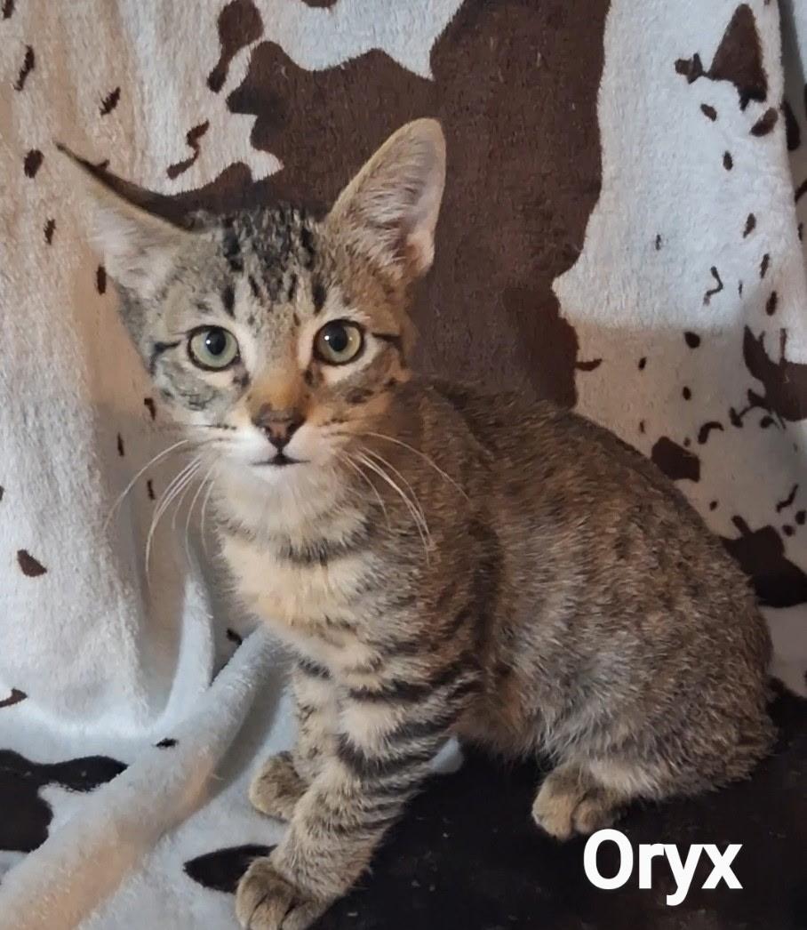 Enlarge Oryx, a Adoptable Domestic Short Hair in Lubbock, TX image 1/2